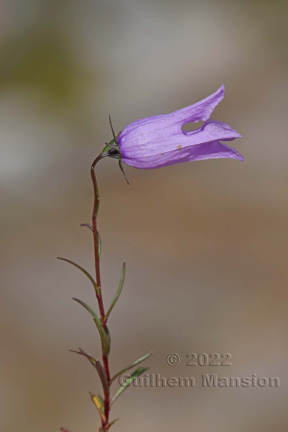 Campanula excisa