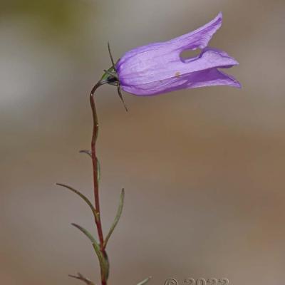 Campanula excisa