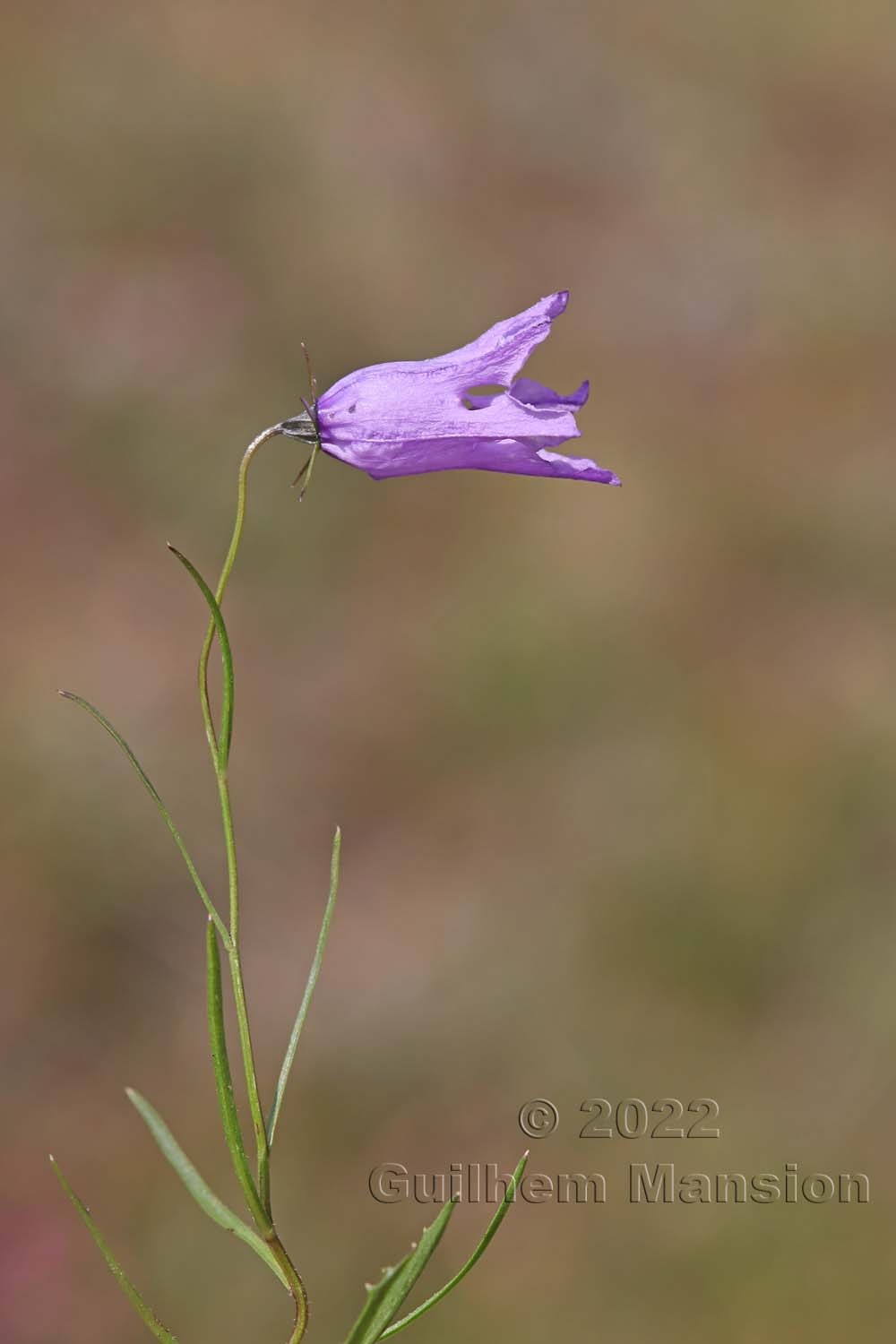 Campanula excisa