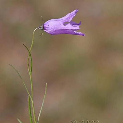 Campanula excisa