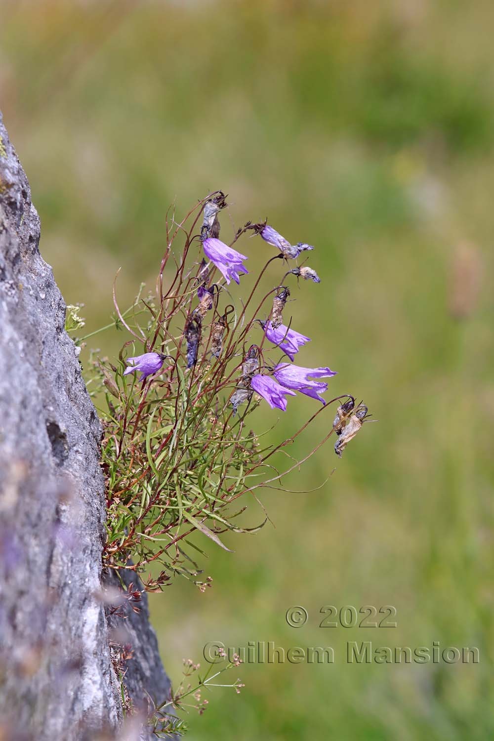 Campanula excisa