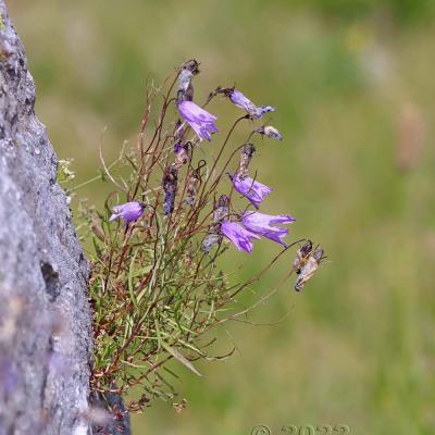 Campanula excisa