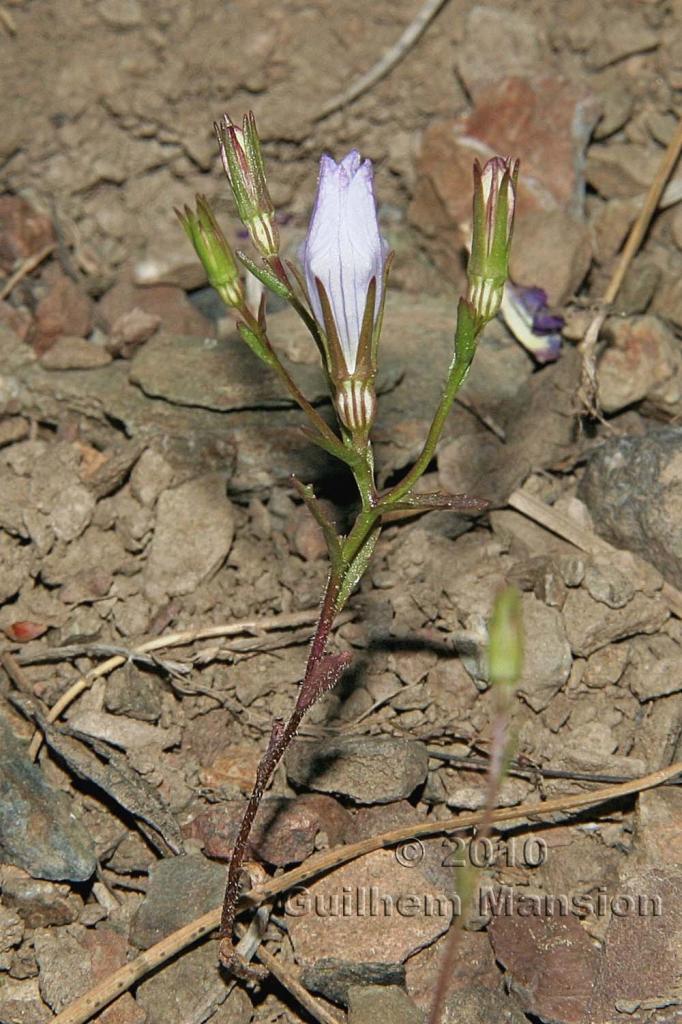 Campanula exigua