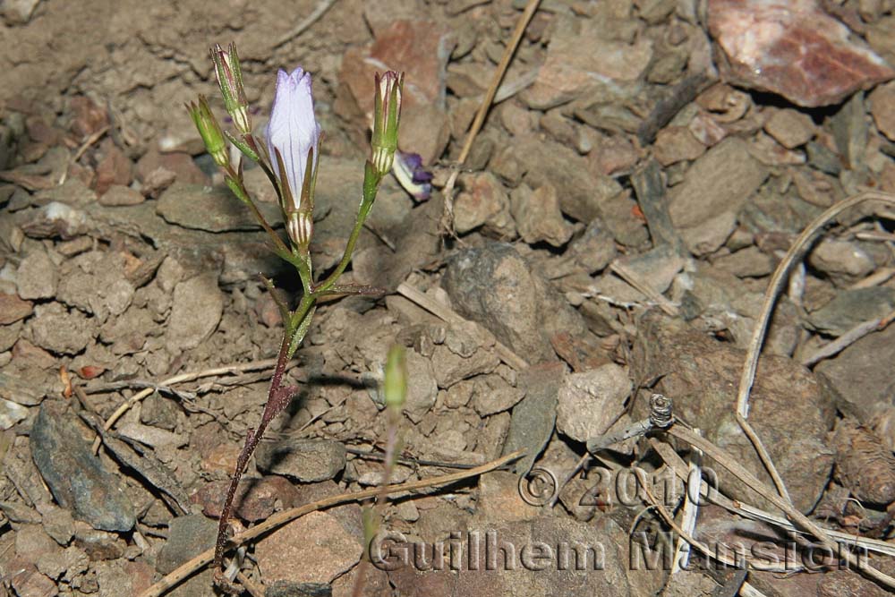 Campanula exigua