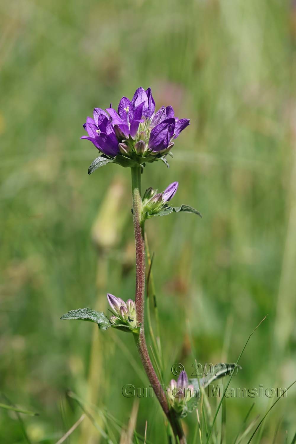 Campanula glomerata