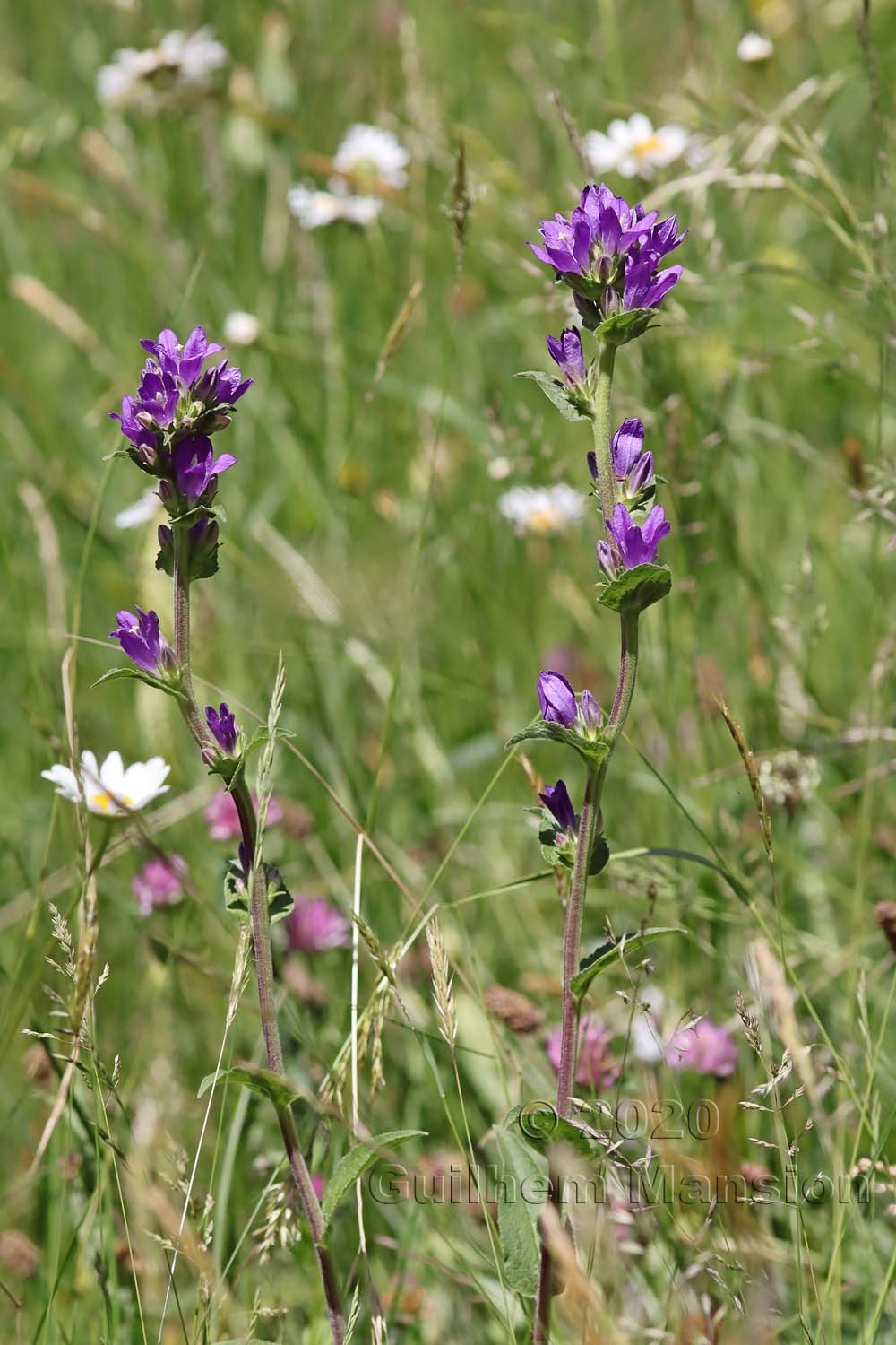 Campanula glomerata