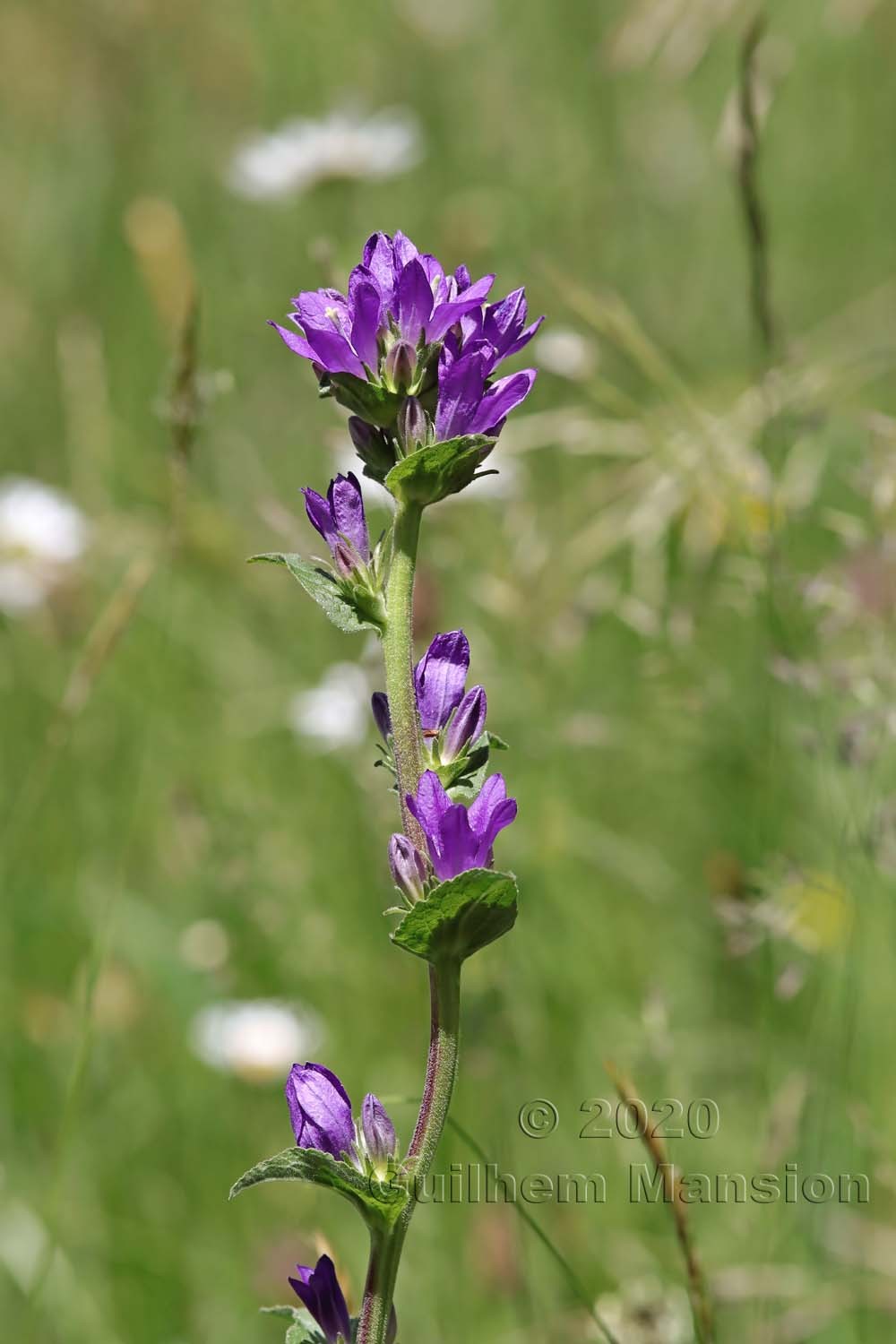 Campanula glomerata