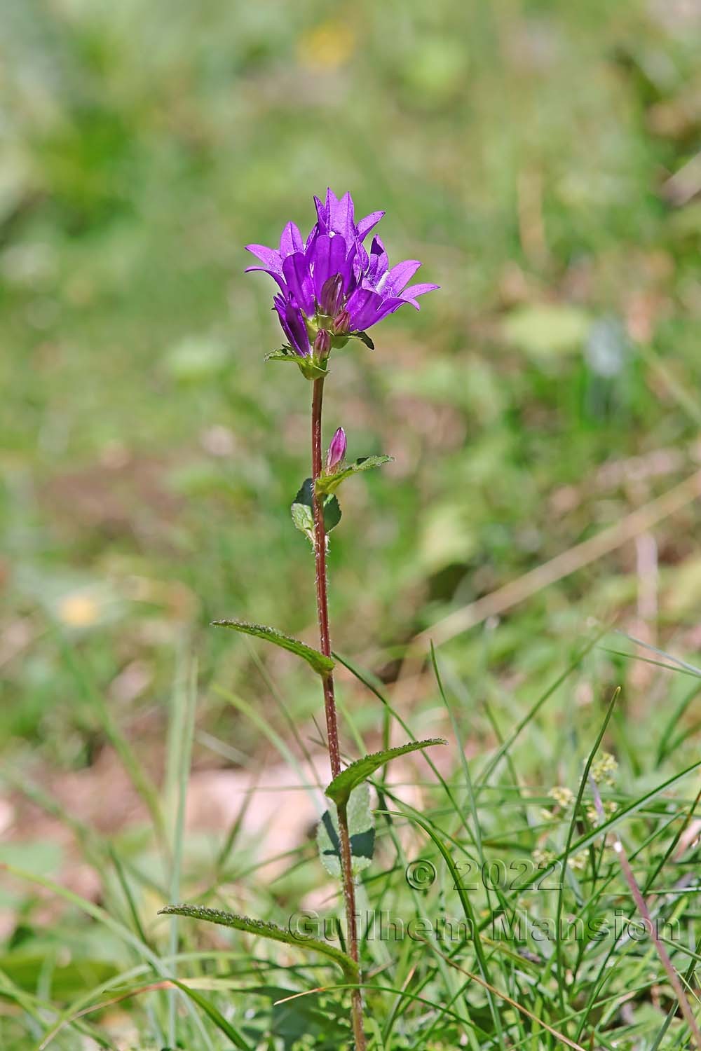 Campanula glomerata