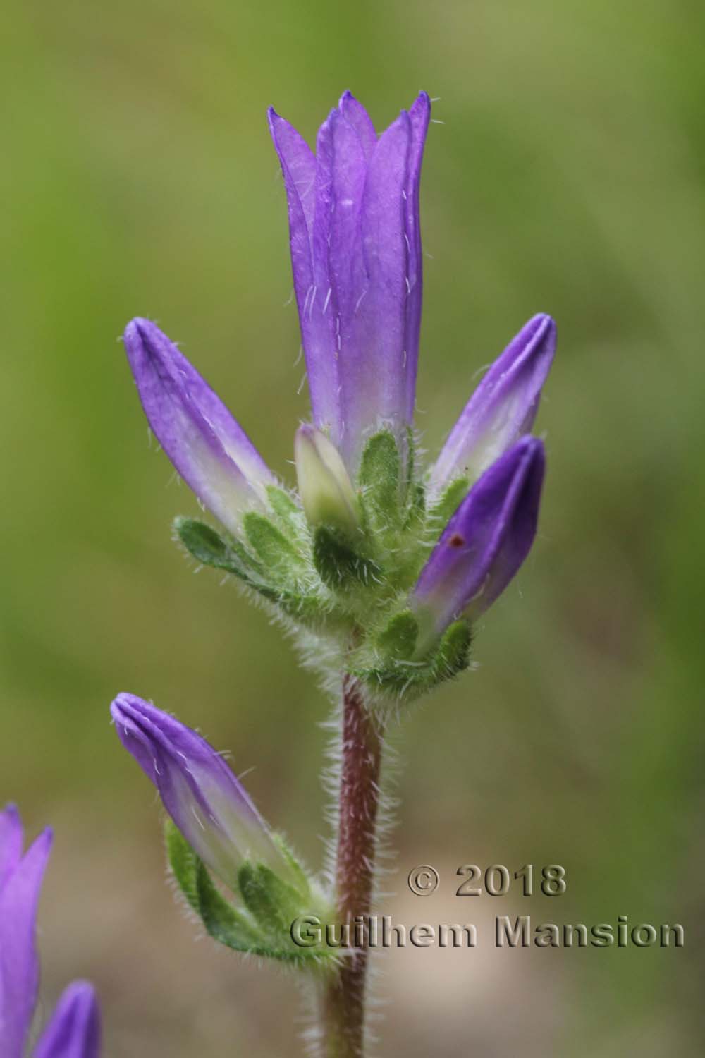 Campanula glomerata