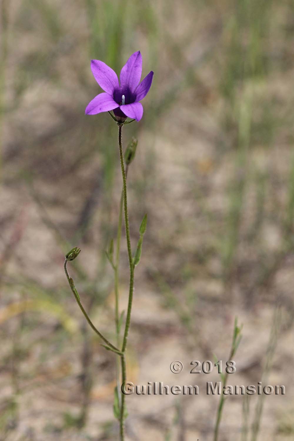 Campanula lusitanica