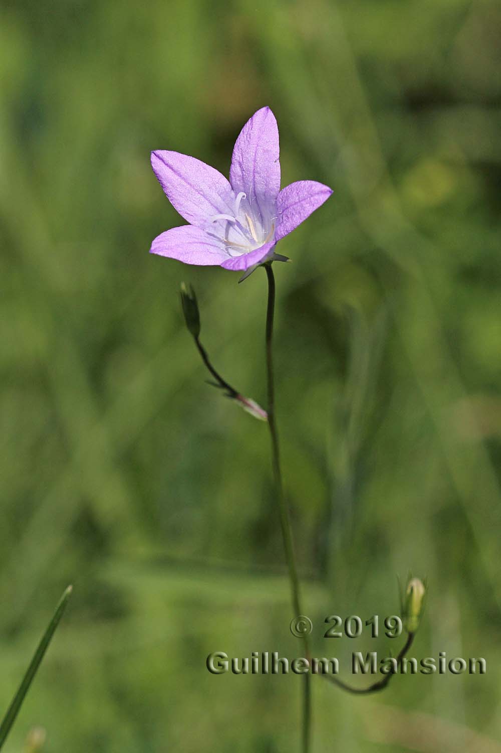 Campanula patula