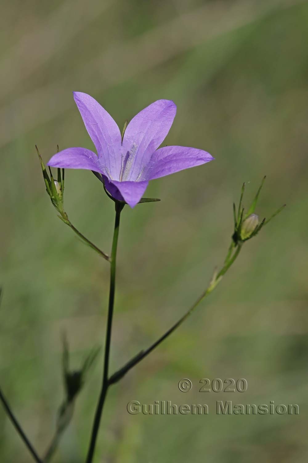 Campanula patula