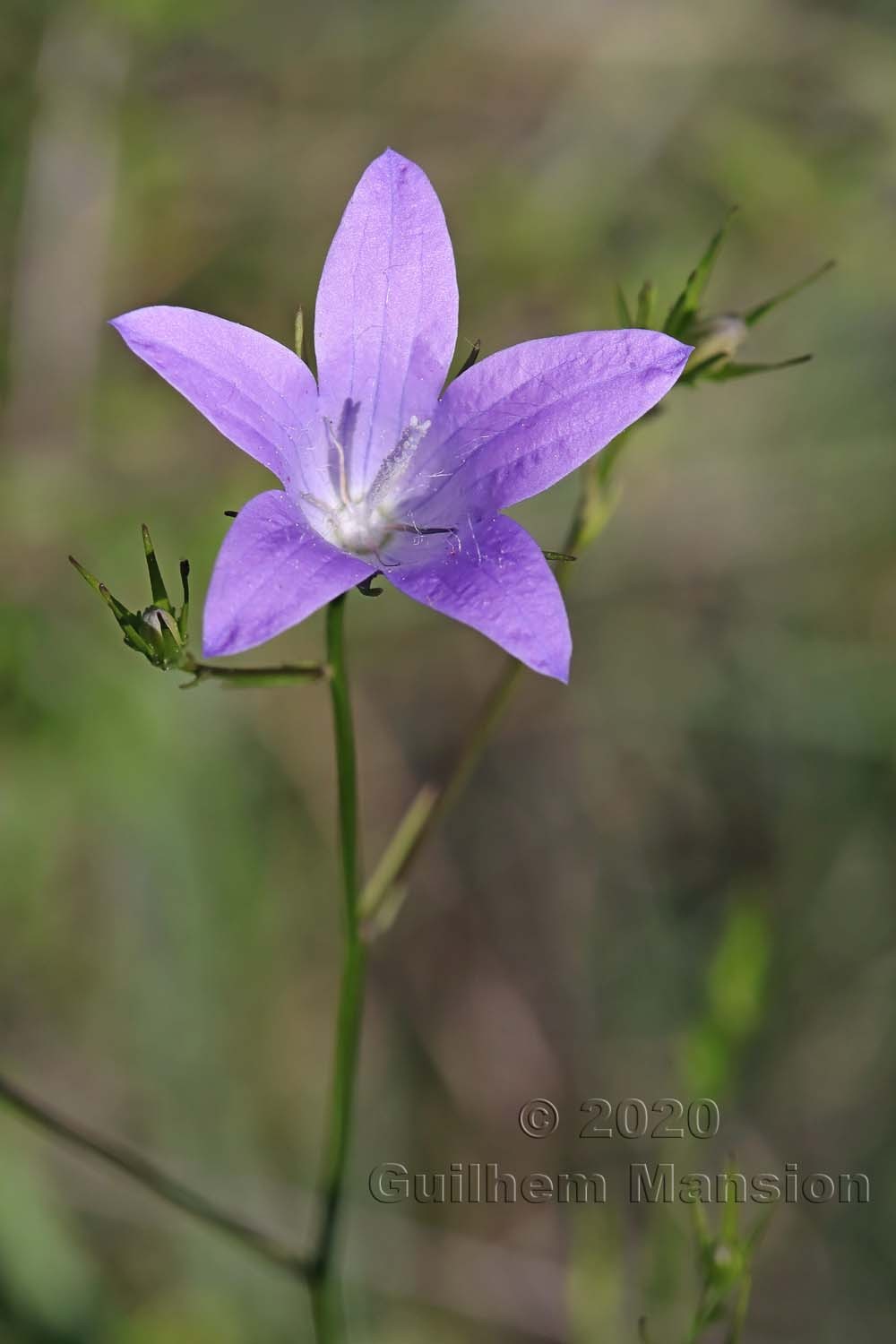 Campanula patula