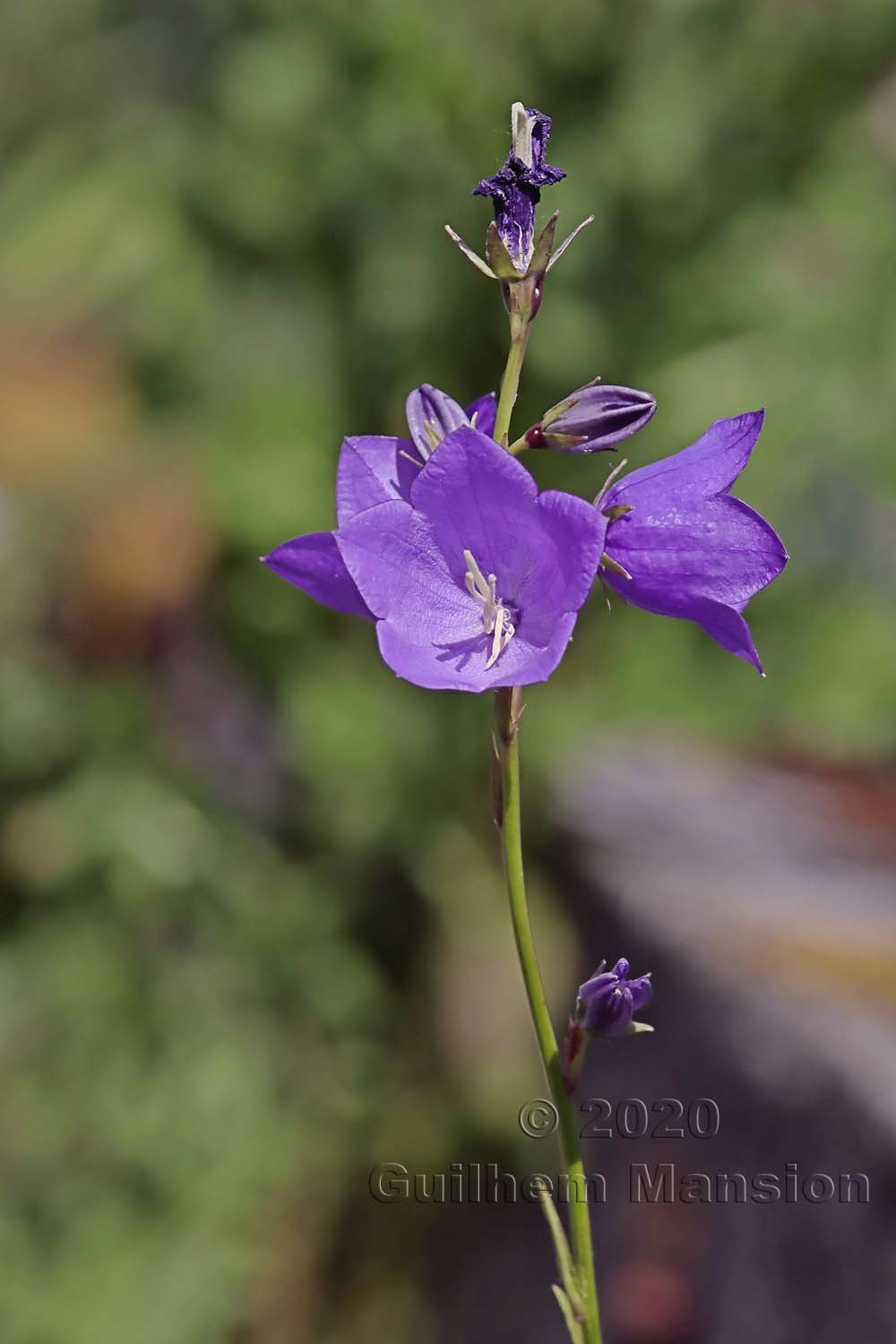 Campanula persicifolia