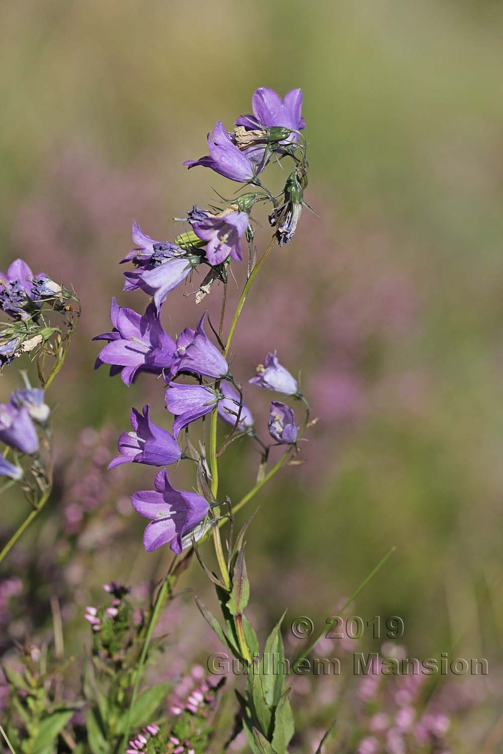 Campanula precatoria