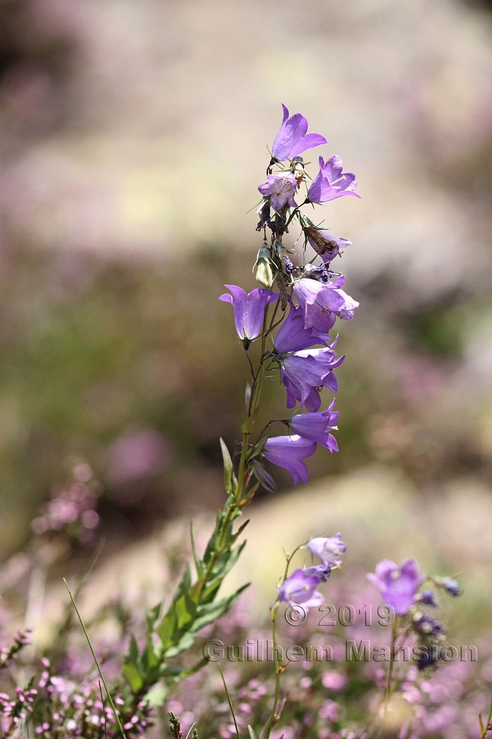 Campanula precatoria