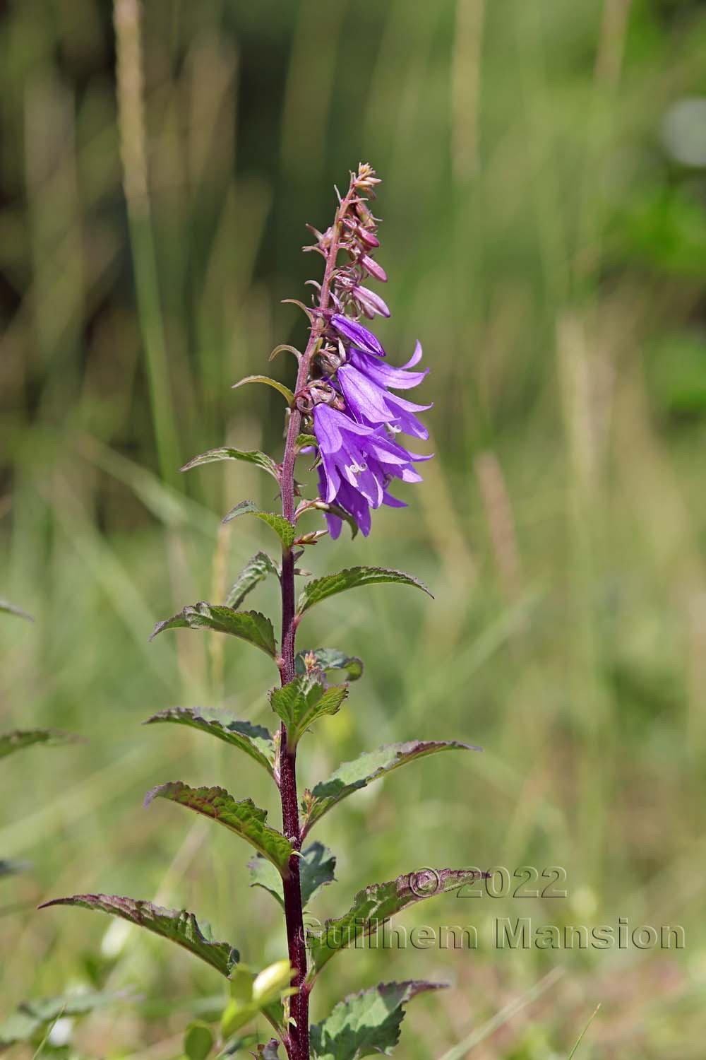 Campanula rapunculoides