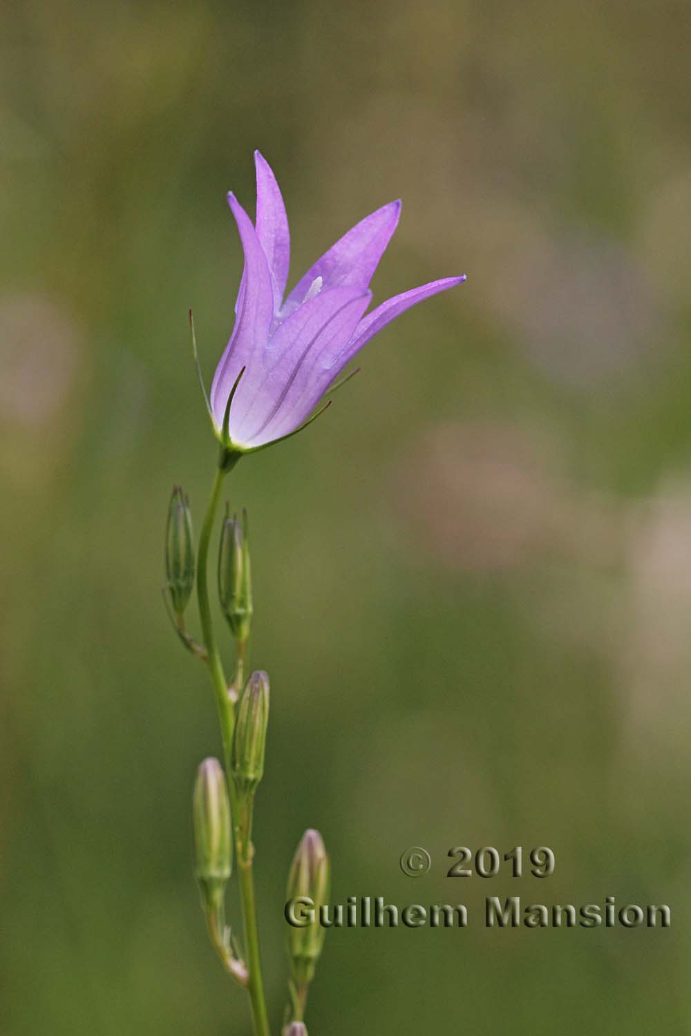 Campanula rapunculus