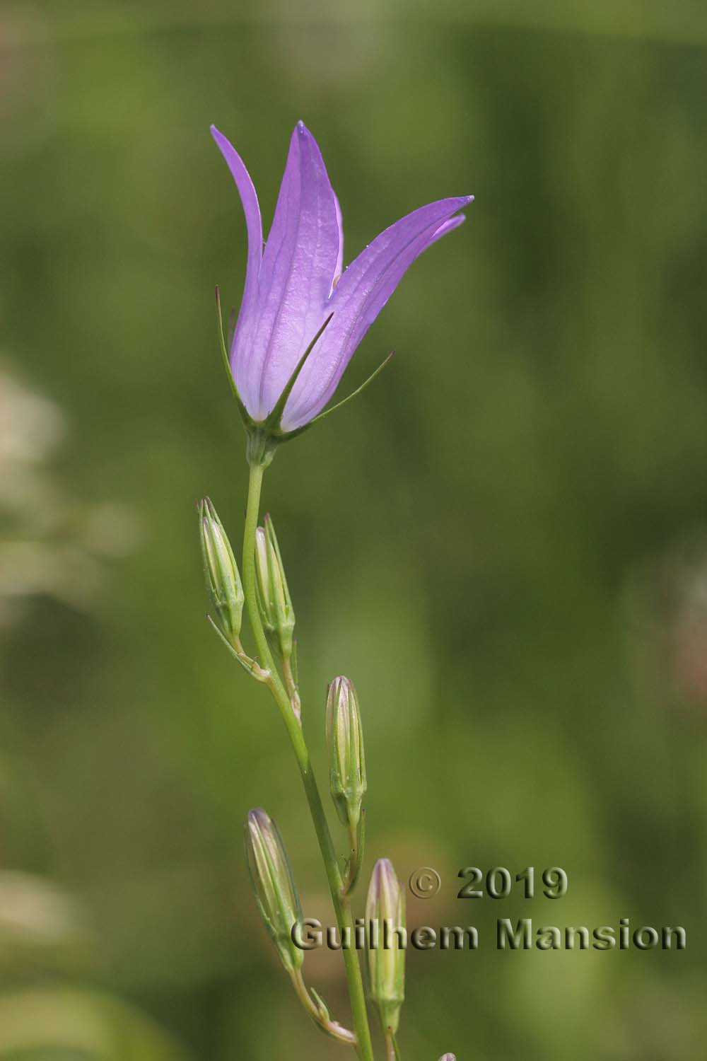 Campanula rapunculus