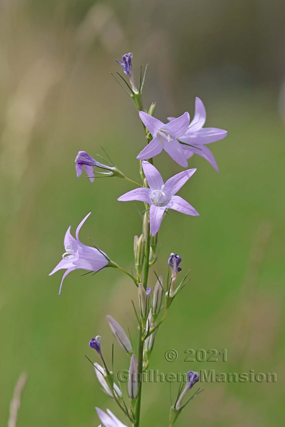 Campanula rapunculus