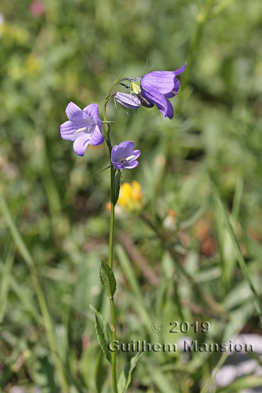 Campanula rhomboidalis