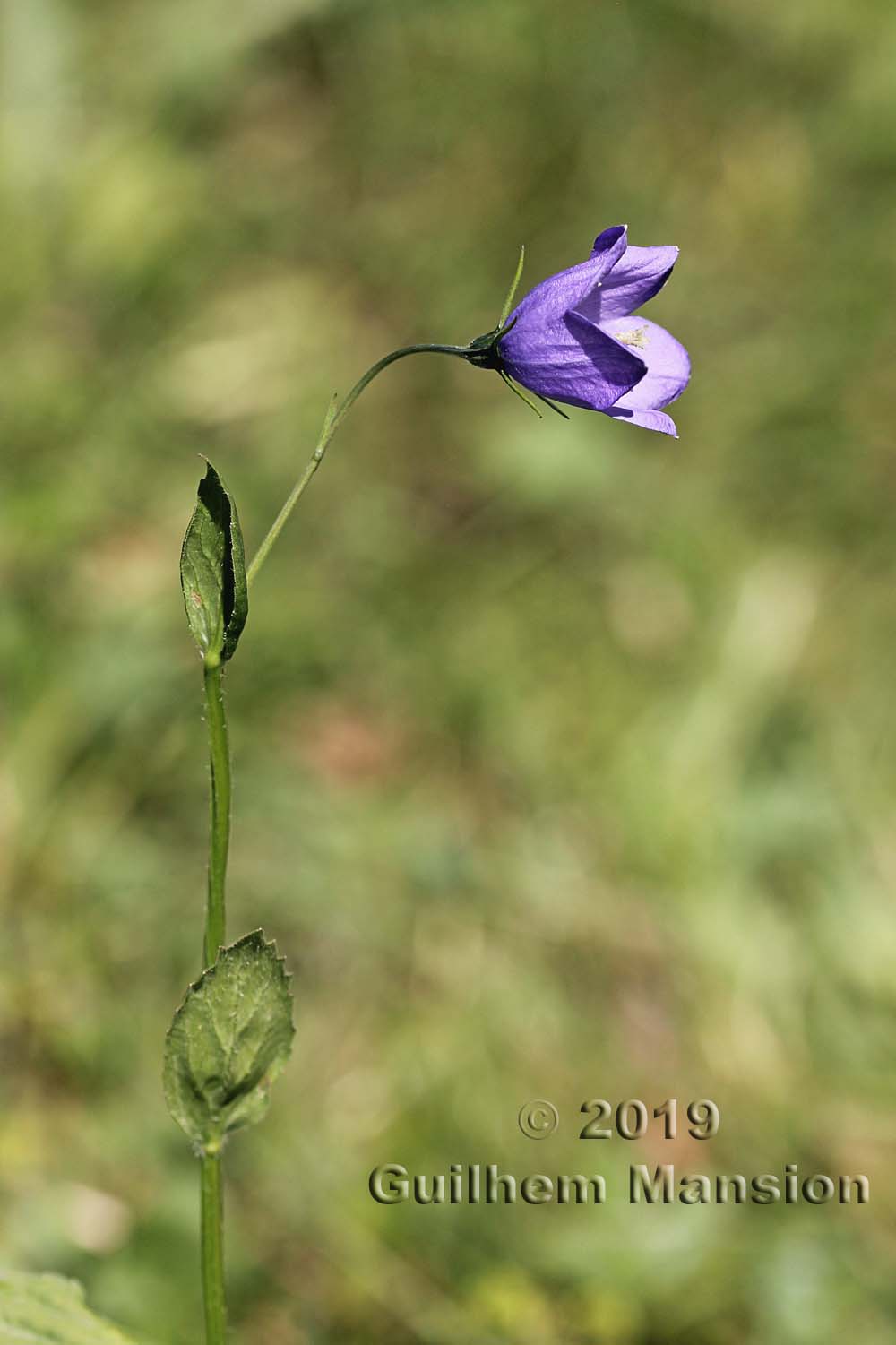 Campanula rhomboidalis