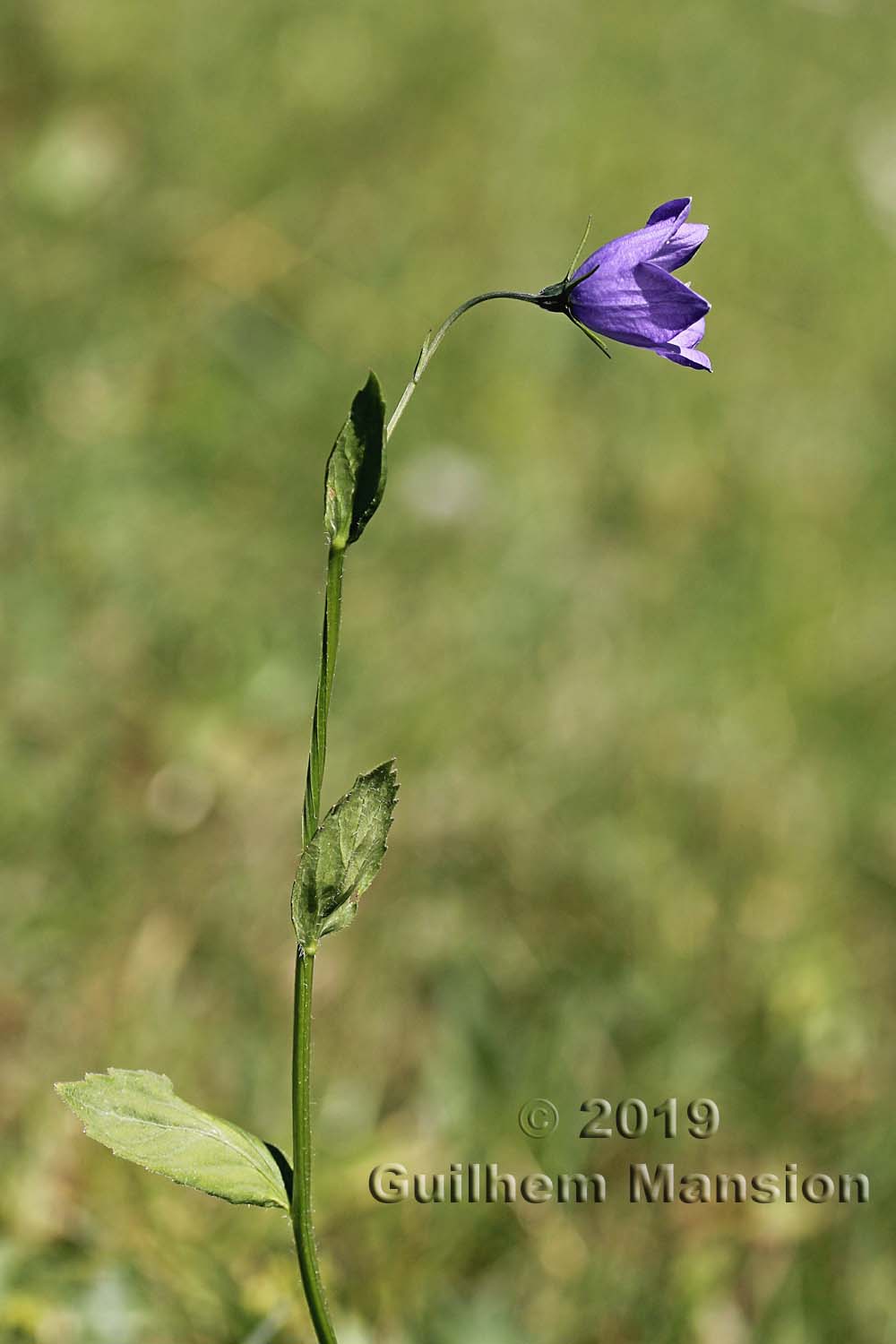 Campanula rhomboidalis