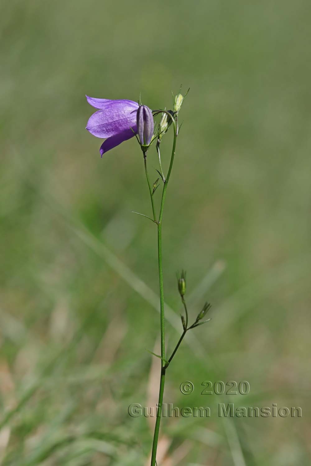 Campanula rotundifolia