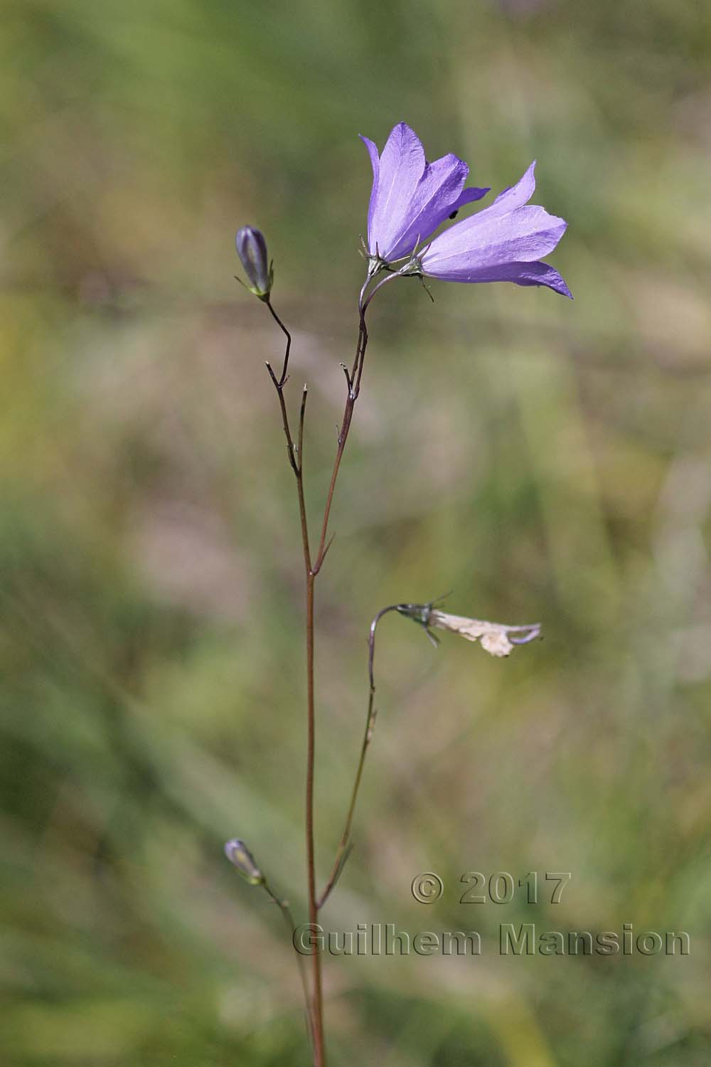 Campanula rotundifolia