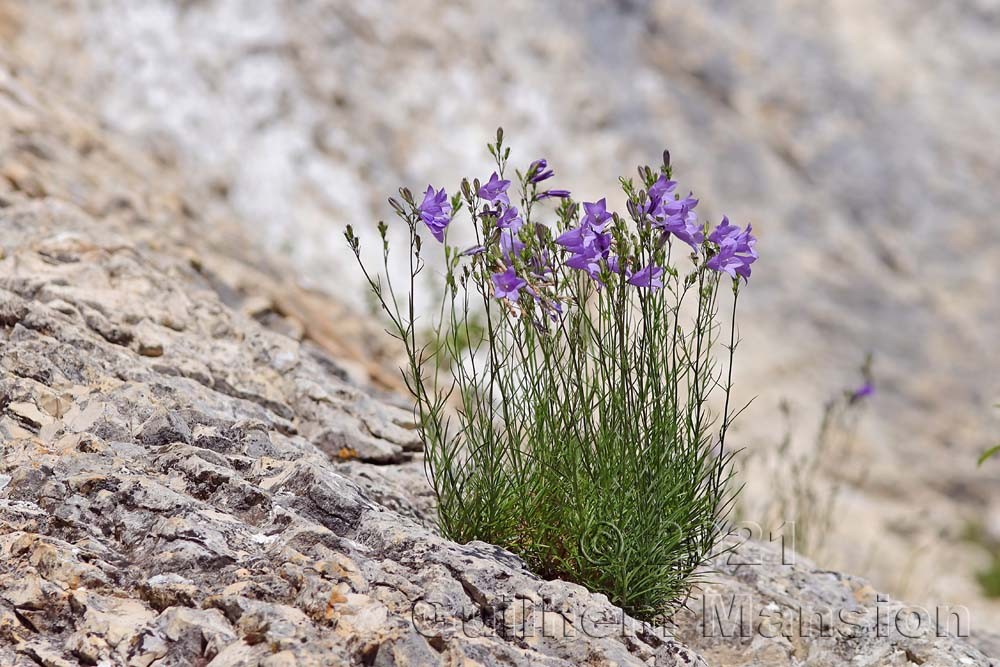 Campanula rotundifolia