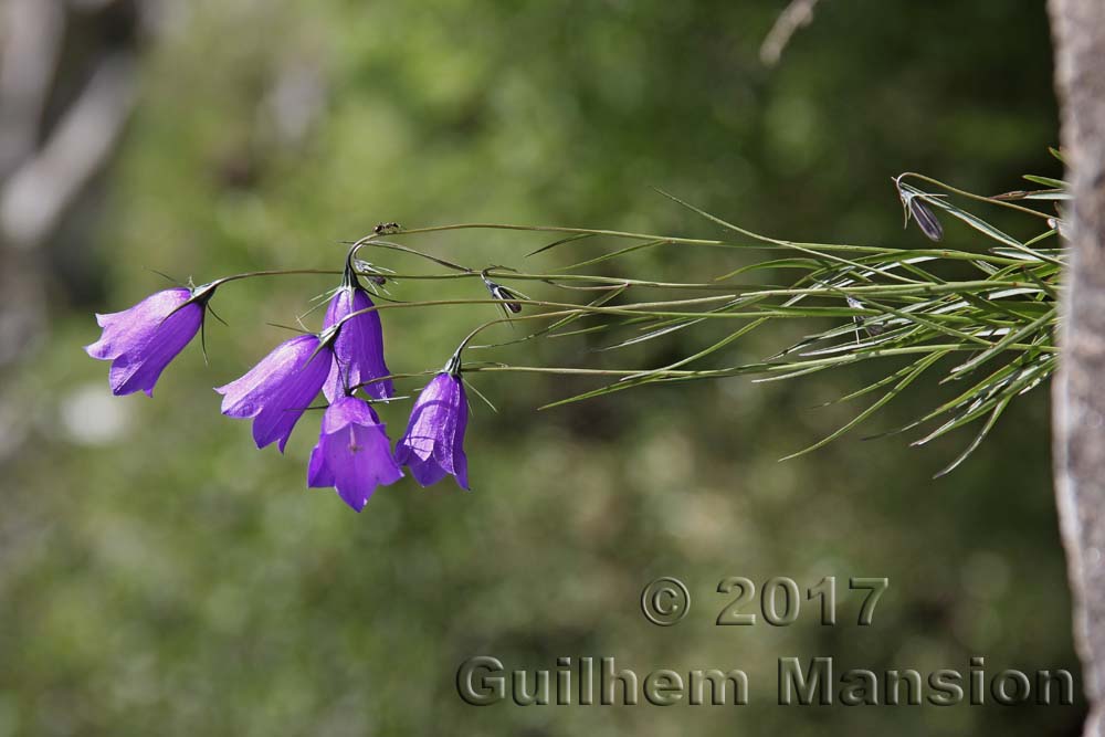 Campanula scheuchzeri