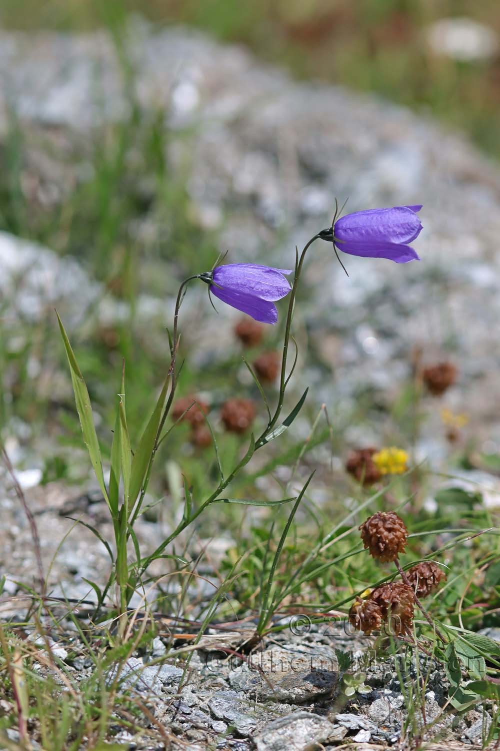 Campanula scheuchzeri