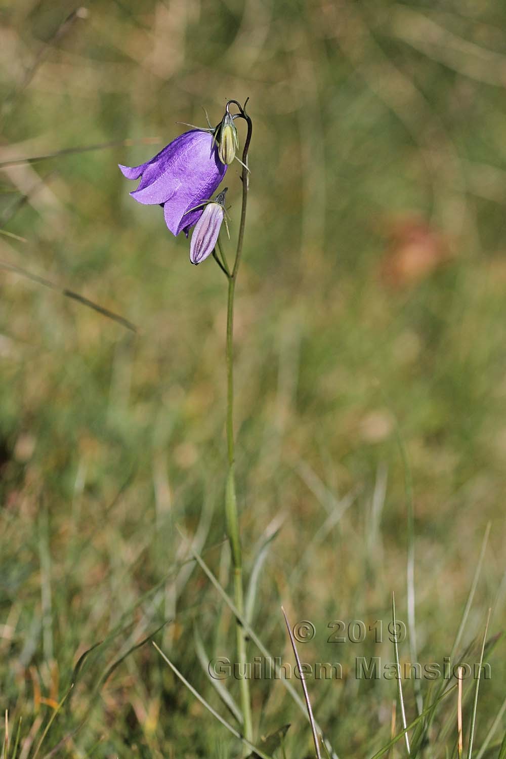 Campanula scheuchzeri