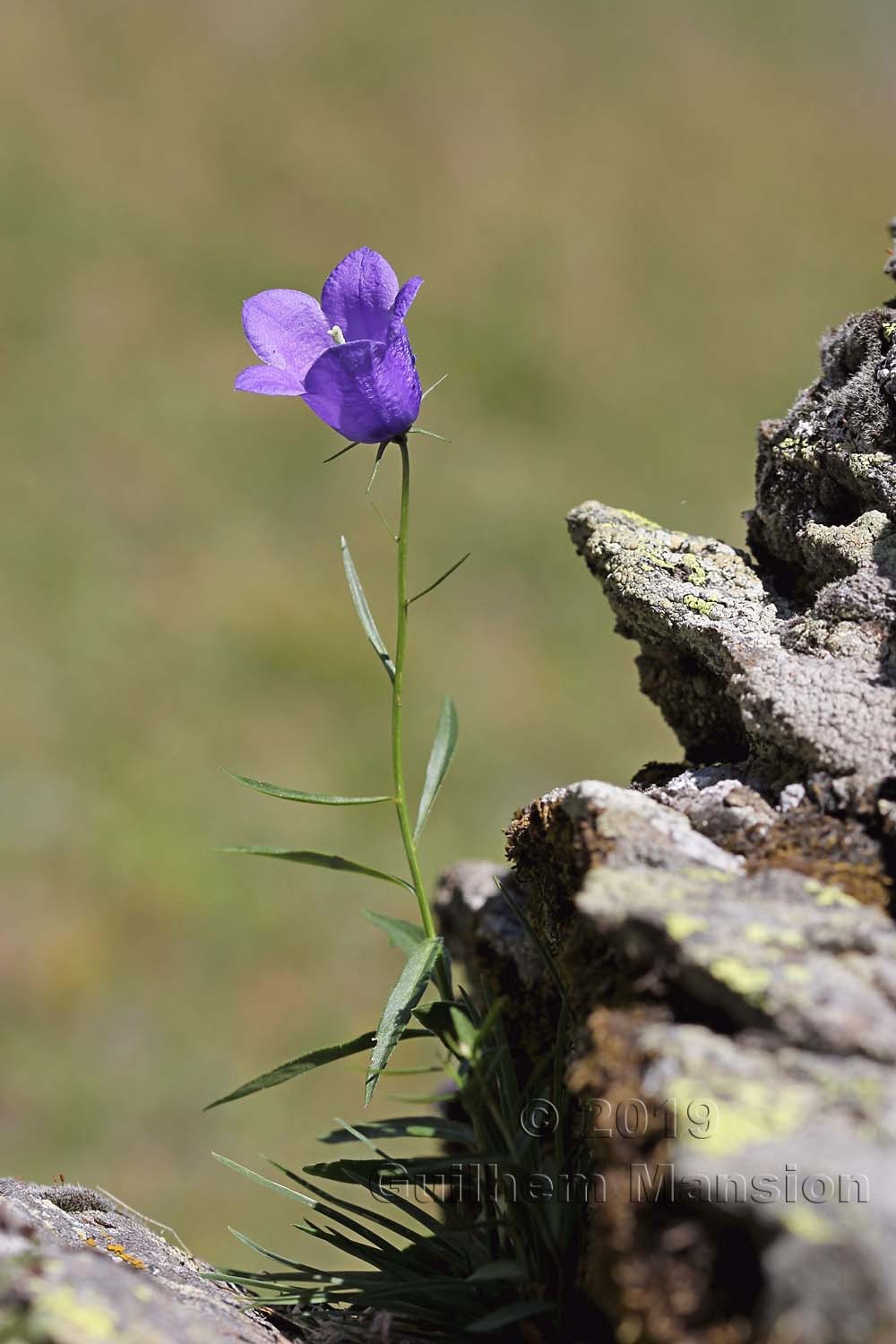 Campanula scheuchzeri