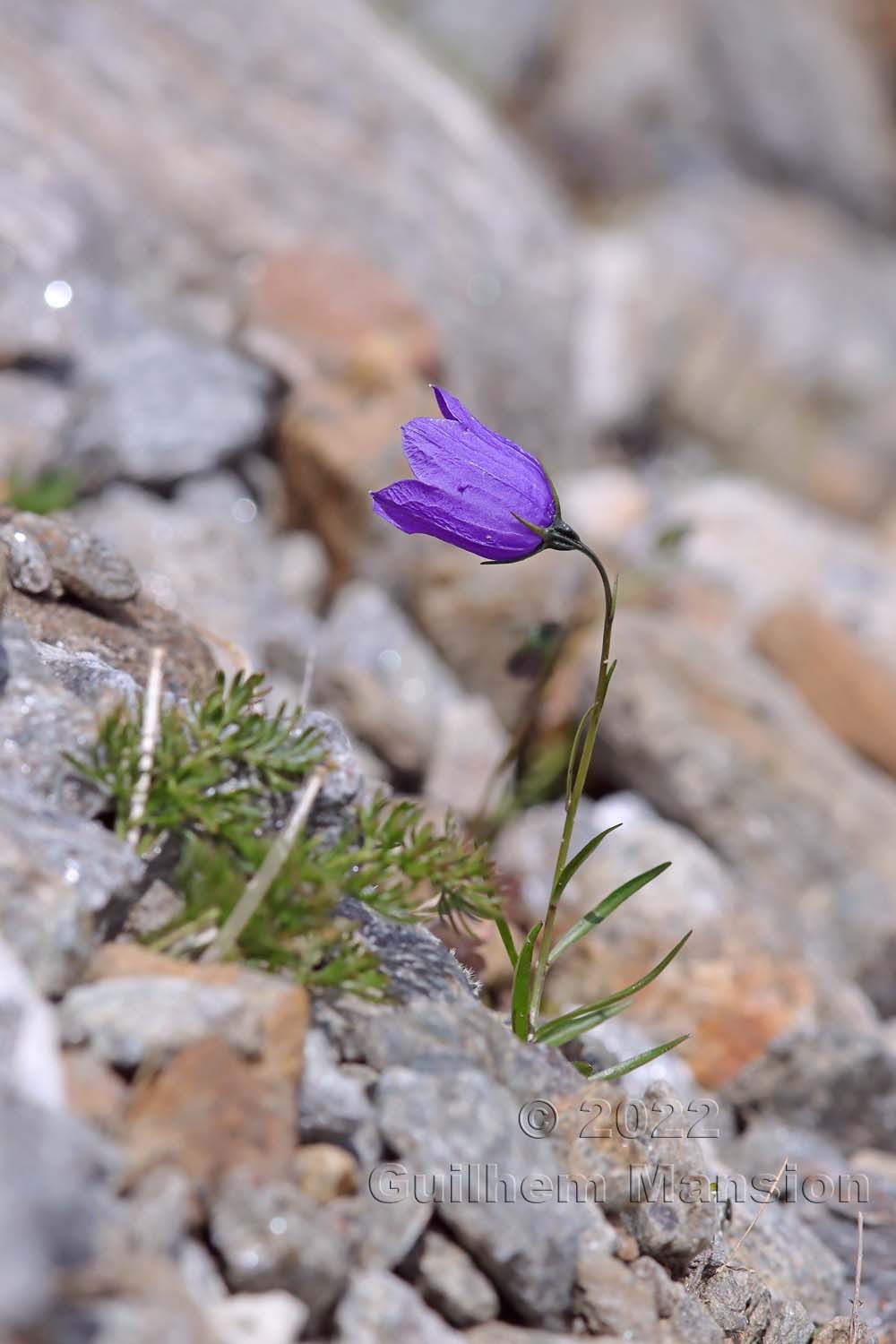 Campanula scheuchzeri