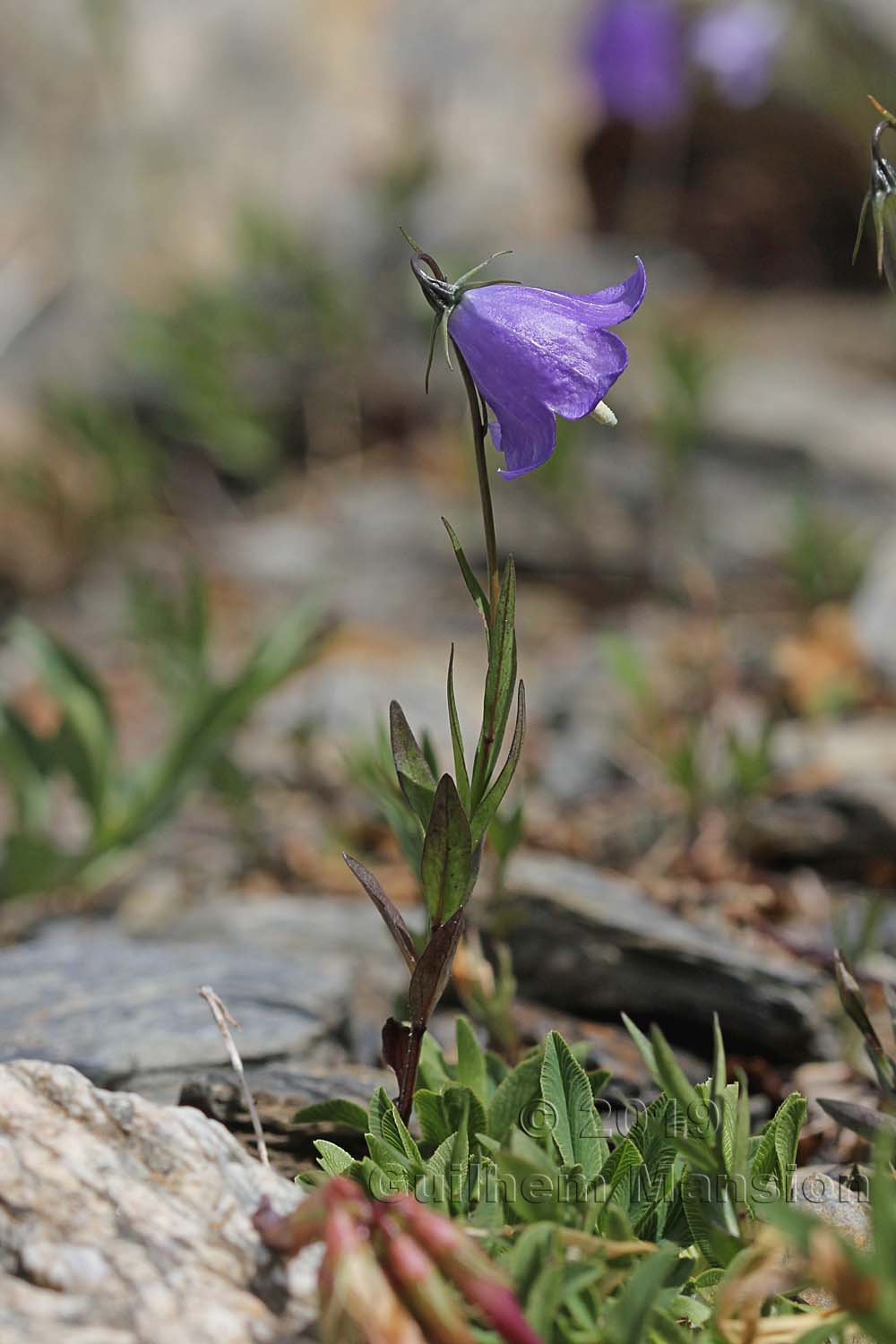 Campanula scheuchzeri subsp. lanceolata