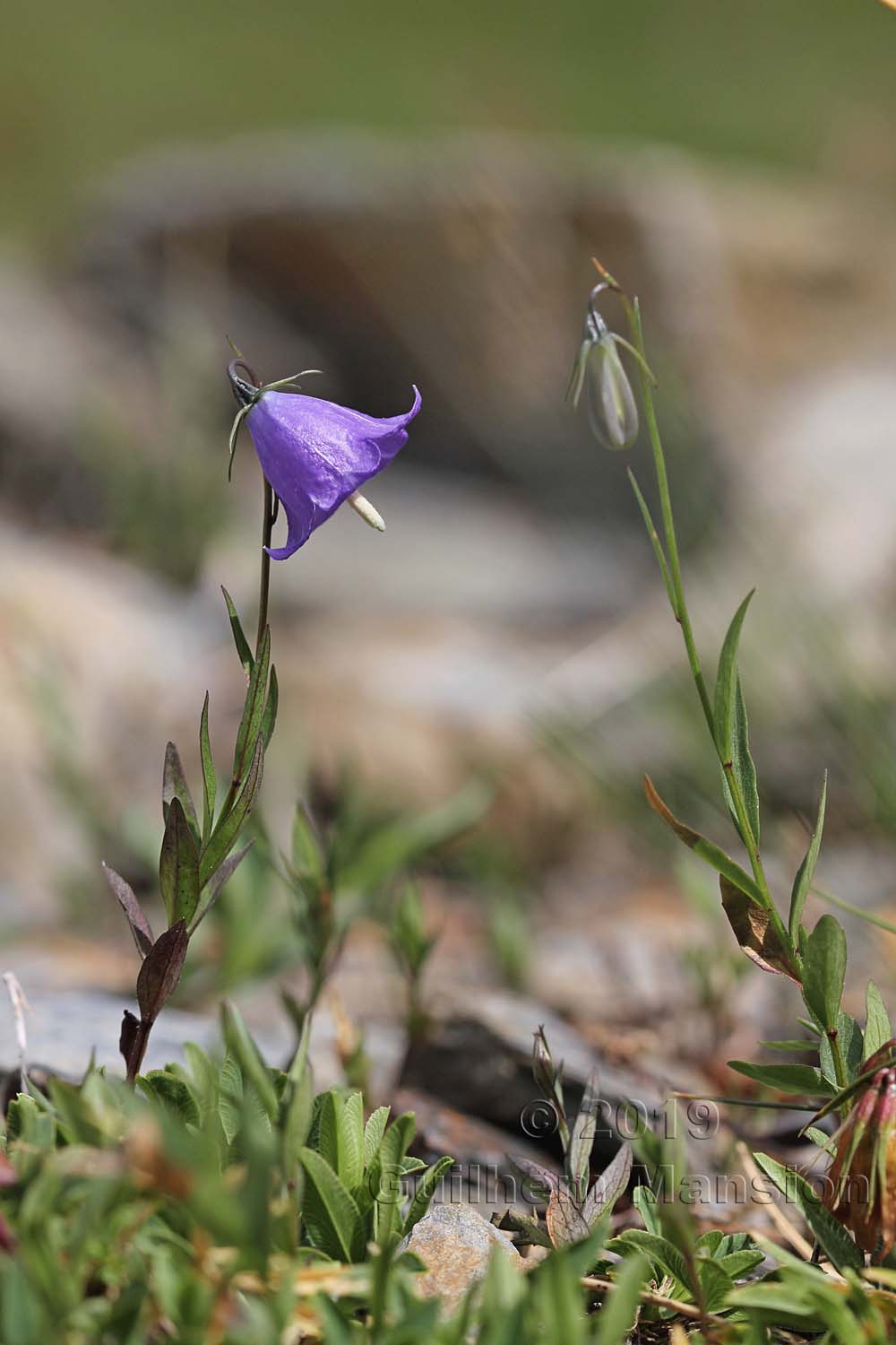 Campanula scheuchzeri subsp. lanceolata