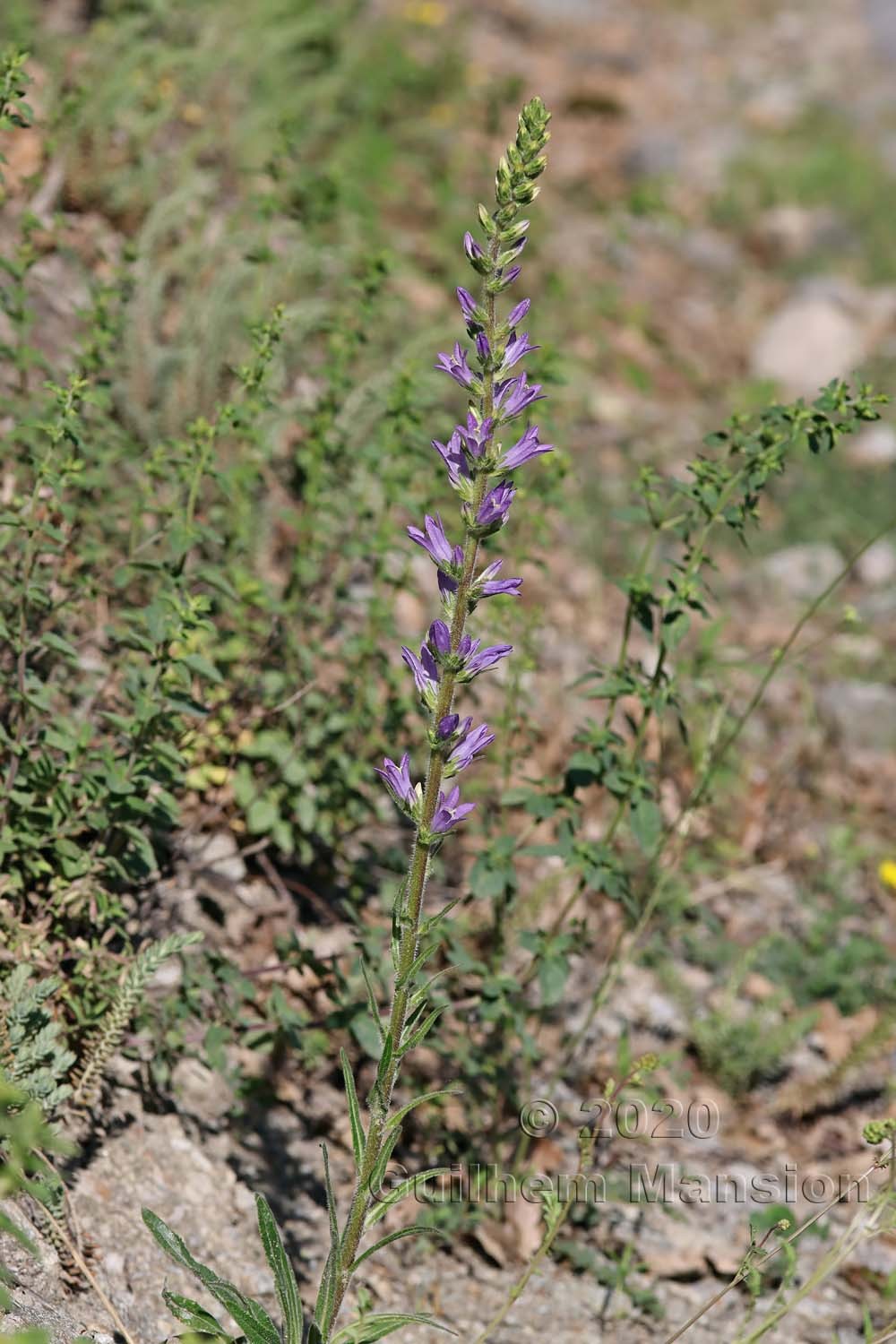 Campanula spicata