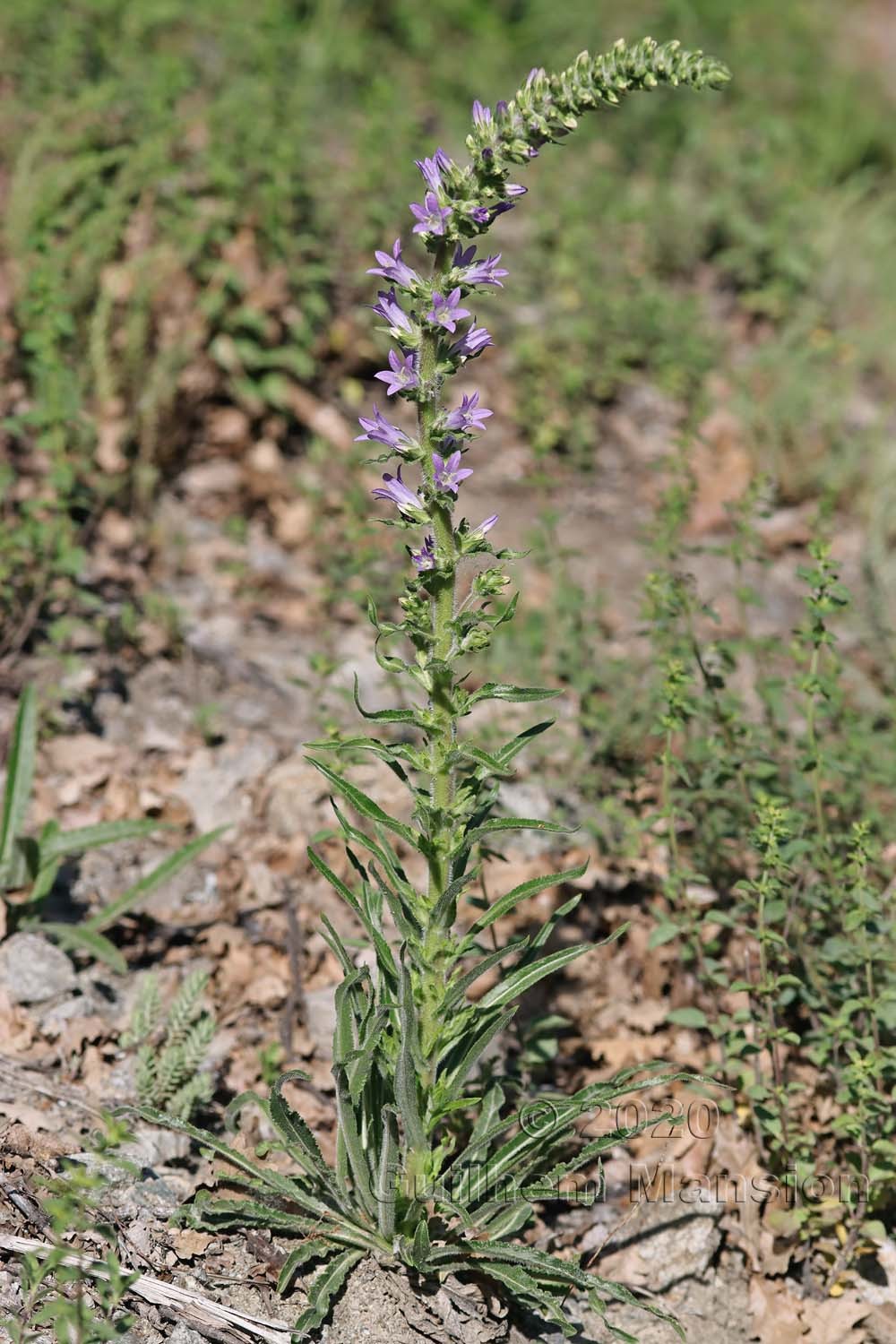 Campanula spicata