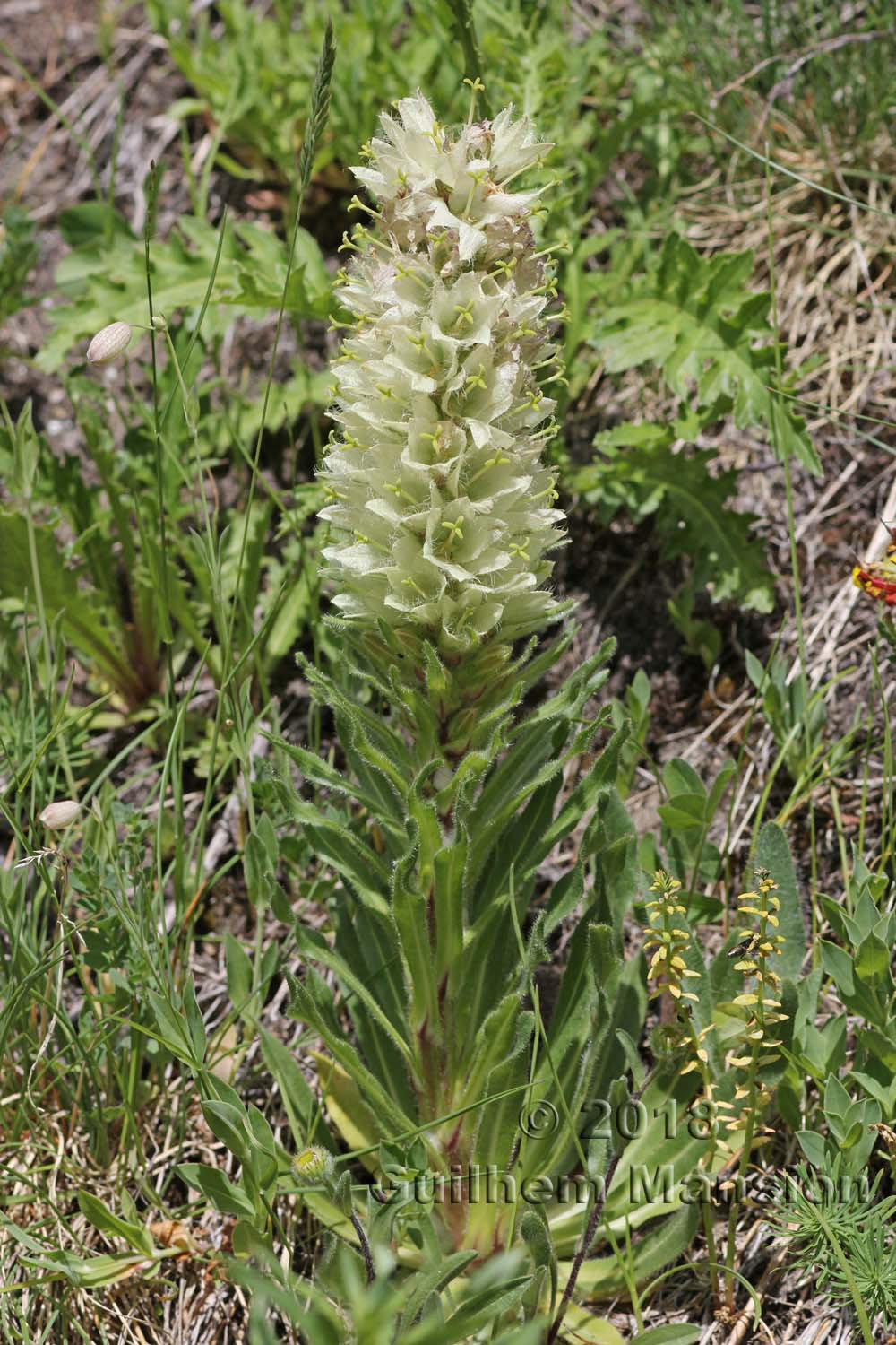 Campanula thyrsoides