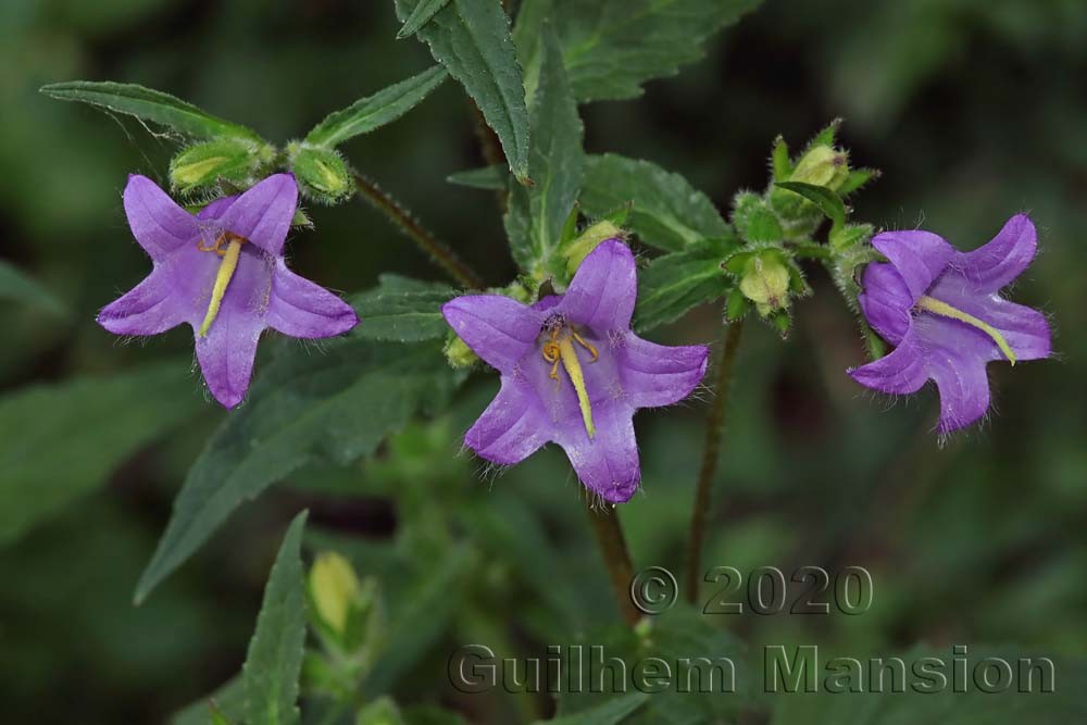 Campanula trachelium