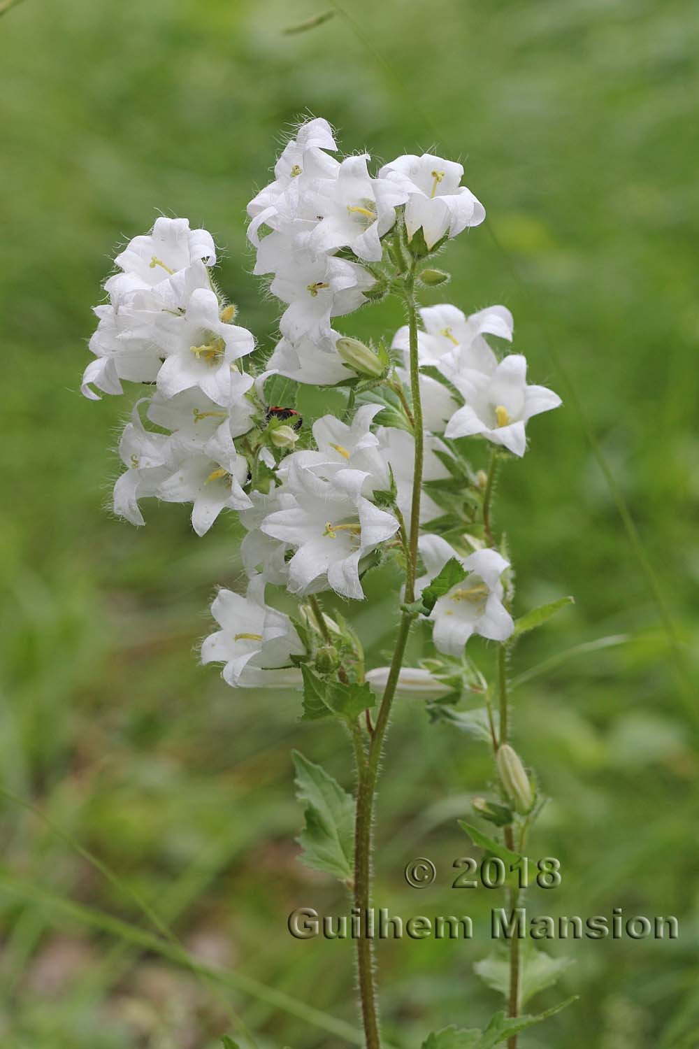 Campanula trachelium