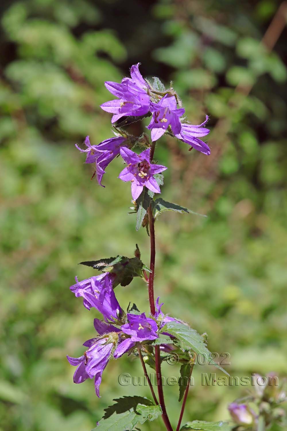 Campanula trachelium