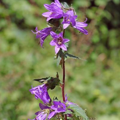 Campanula trachelium