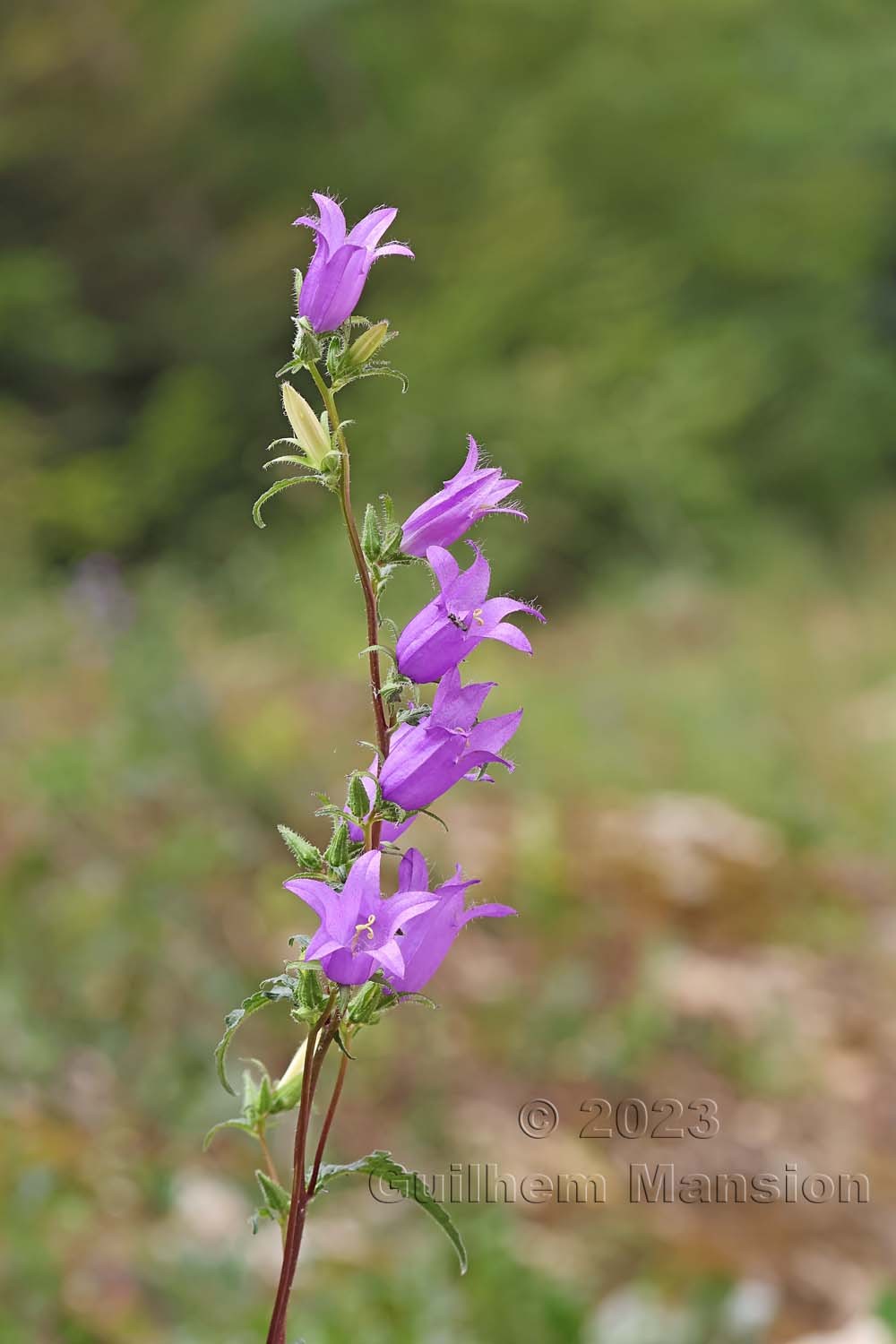 Campanula trachelium