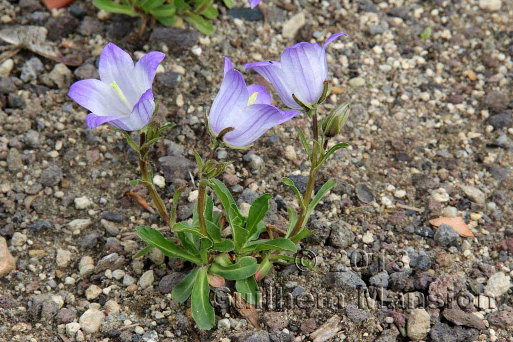 Campanula tridentata