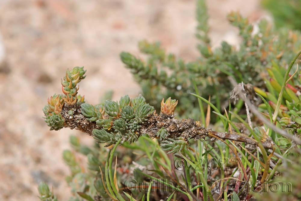 Camphorosma monspeliaca