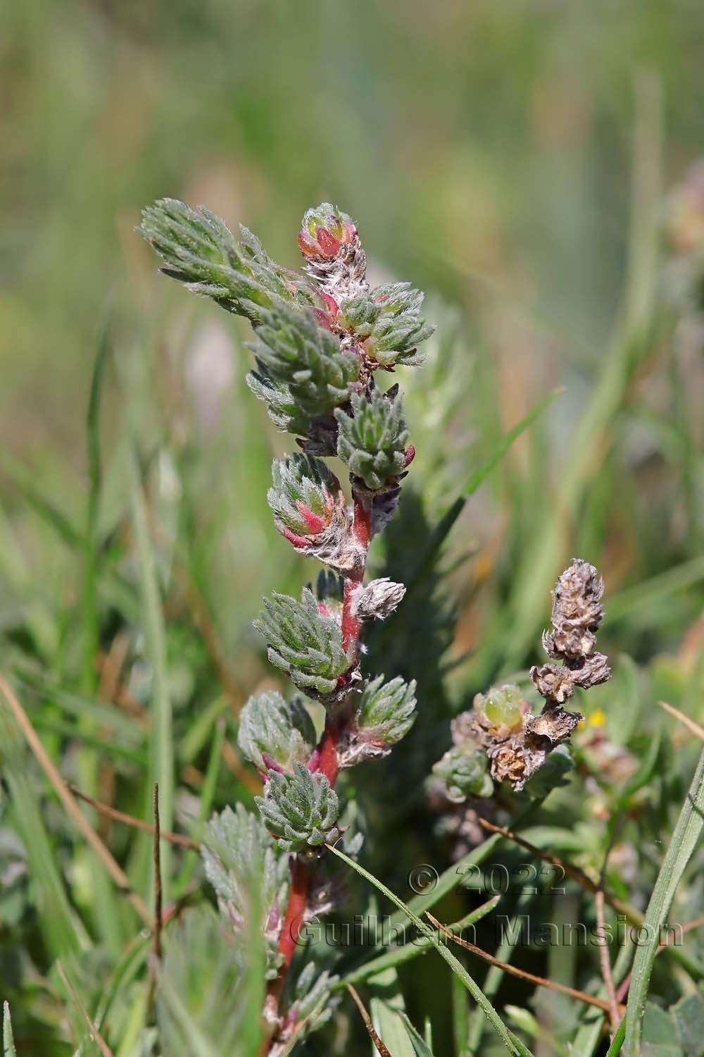 Camphorosma monspeliaca