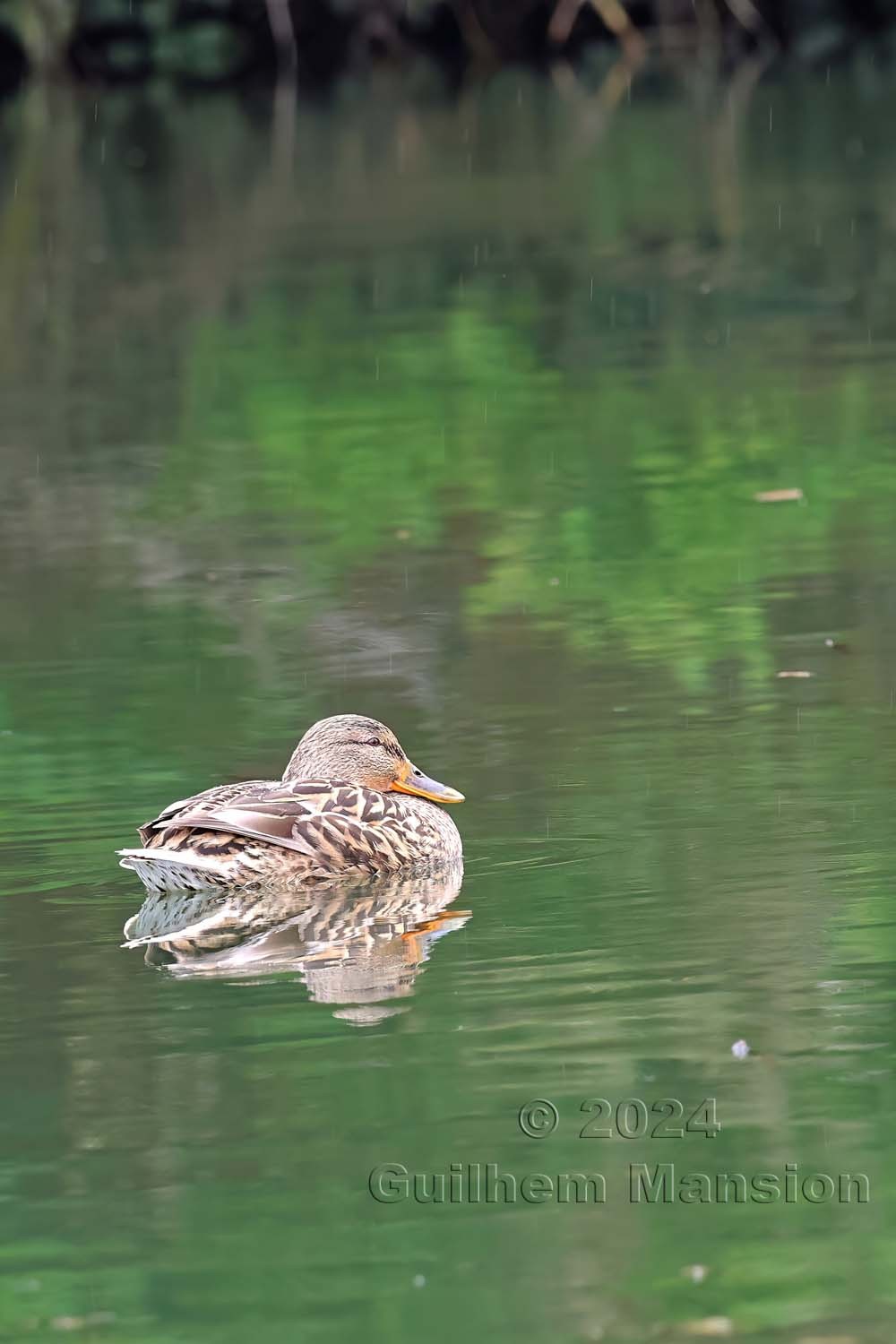 Anas platyrhynchos - Canard colvert