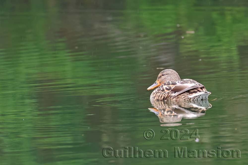 Anas platyrhynchos - Canard colvert